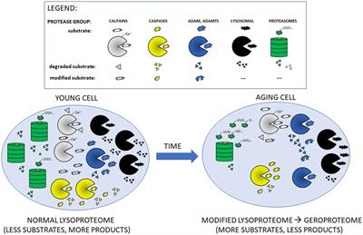 Proteolysis dysfunction in the process of aging and age-related diseases